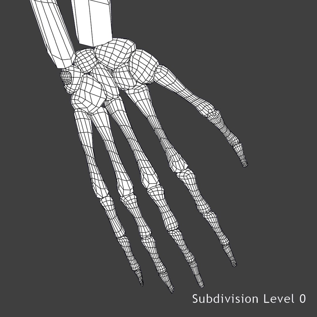 Human Skeleton Arms Max