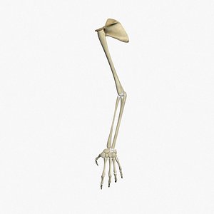 human skeleton arms max