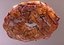 Arándano Fresco De La Planta De Donut