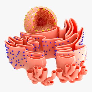 Nucleus with endoplasmic reticulum