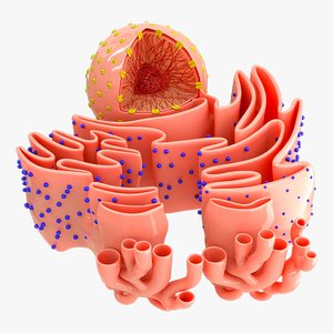 Nucleus with endoplasmic reticulum