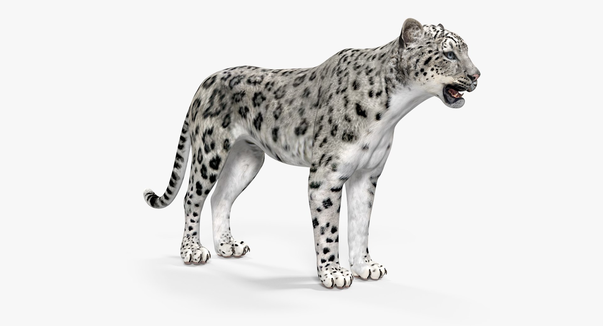Snow Leopard 3D Model 3D model preview