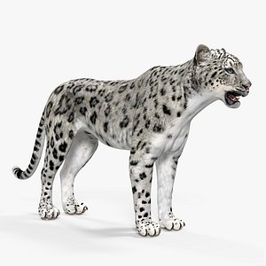 Snow Leopard 3D Model