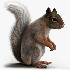 3D Brown Squirrel Fur Rigged model