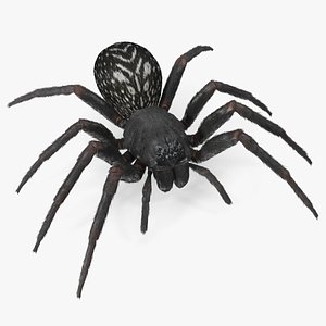 3D model Black House Spider Fur Base Pose