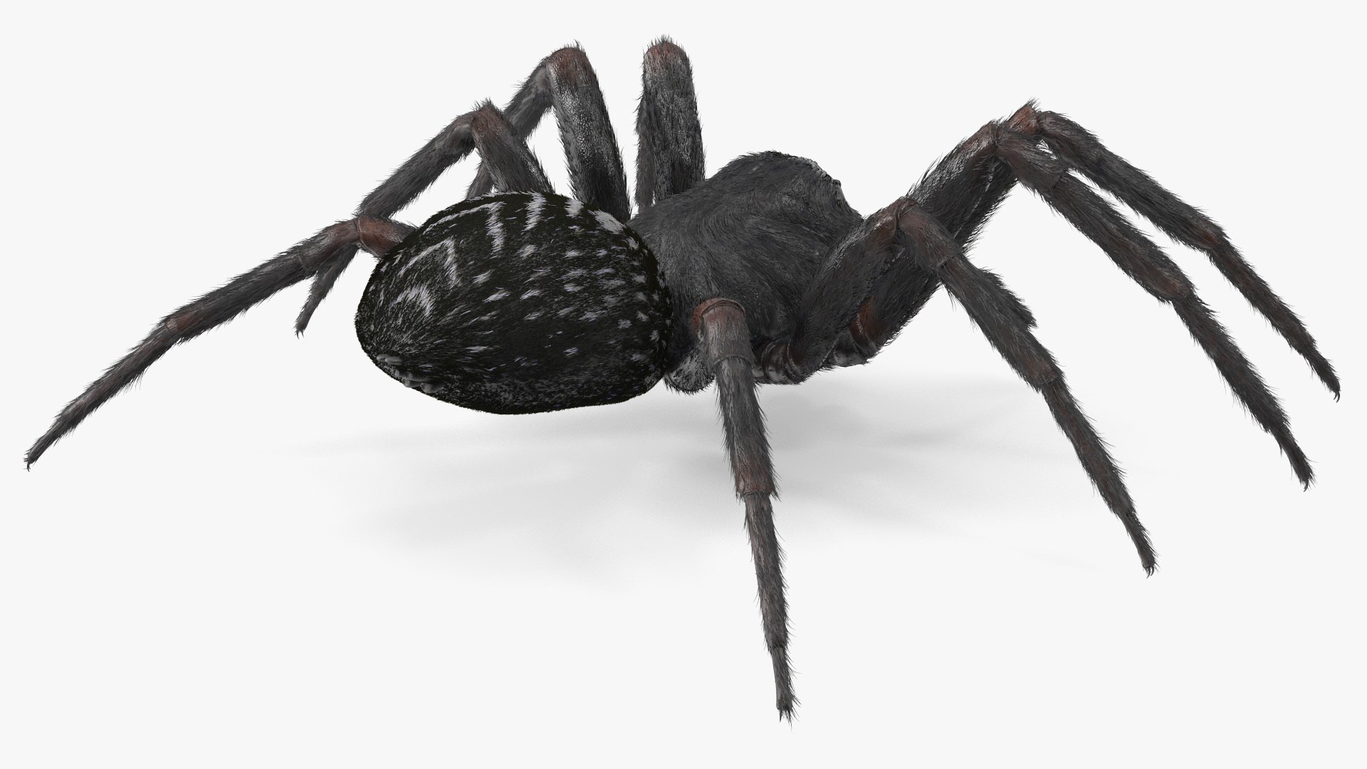 3D Model Black House Spider Fur Base Pose - TurboSquid 2156930