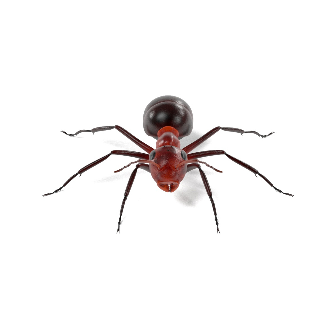 insect bee ant 3d 3ds https://p.turbosquid.com/ts-thumb/52/7ioZrz/2uqQy2CG/0001/jpg/1490192865/1920x1080/turn_fit_q99/c560488f38ae246460fdc466b9a092b7e118ea55/0001-1.jpg