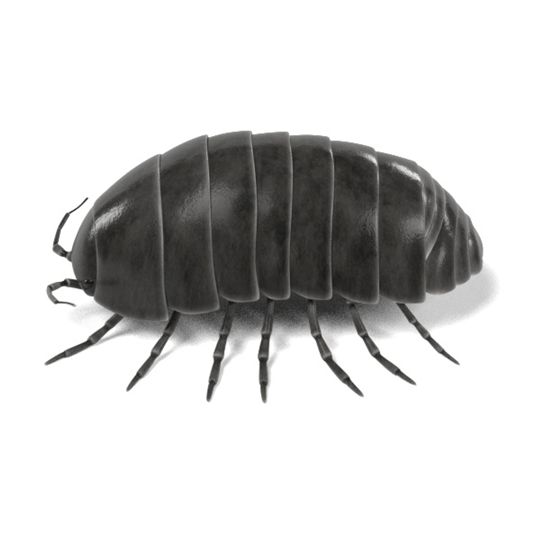 insect bee ant 3d 3ds https://p.turbosquid.com/ts-thumb/52/7ioZrz/2vfOUO8p/0001/jpg/1490205326/1920x1080/turn_fit_q99/f48a470b0dd293136454c5381daddf281d8b62a1/0001-1.jpg