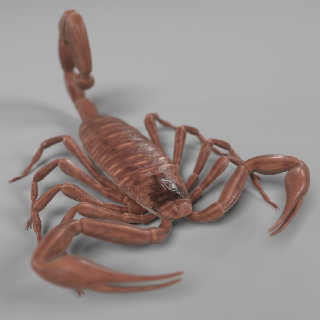 insect bee ant 3d 3ds https://p.turbosquid.com/ts-thumb/52/7ioZrz/4SEs5sM6/centruroidesvittatuse/jpg/1490207430/1920x1080/fit_q87/ab0e92d9f4eb49d019148a77dcf3c376407db0f4/centruroidesvittatuse.jpg