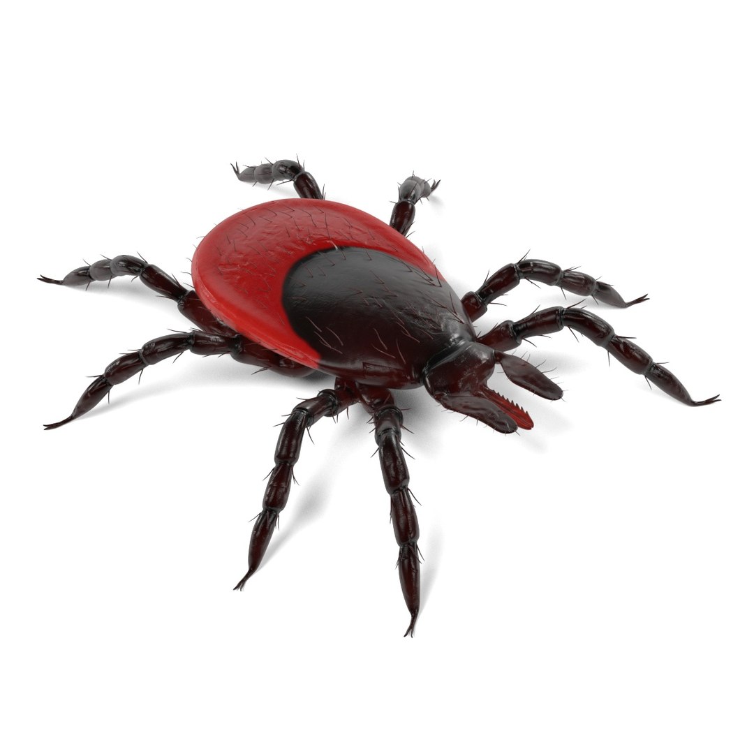 insect bee ant 3d 3ds https://p.turbosquid.com/ts-thumb/52/7ioZrz/62A7xSdY/tickb/jpg/1490207431/1920x1080/fit_q87/046a4394872dafccc2afac3eb857d4b223435f42/tickb.jpg