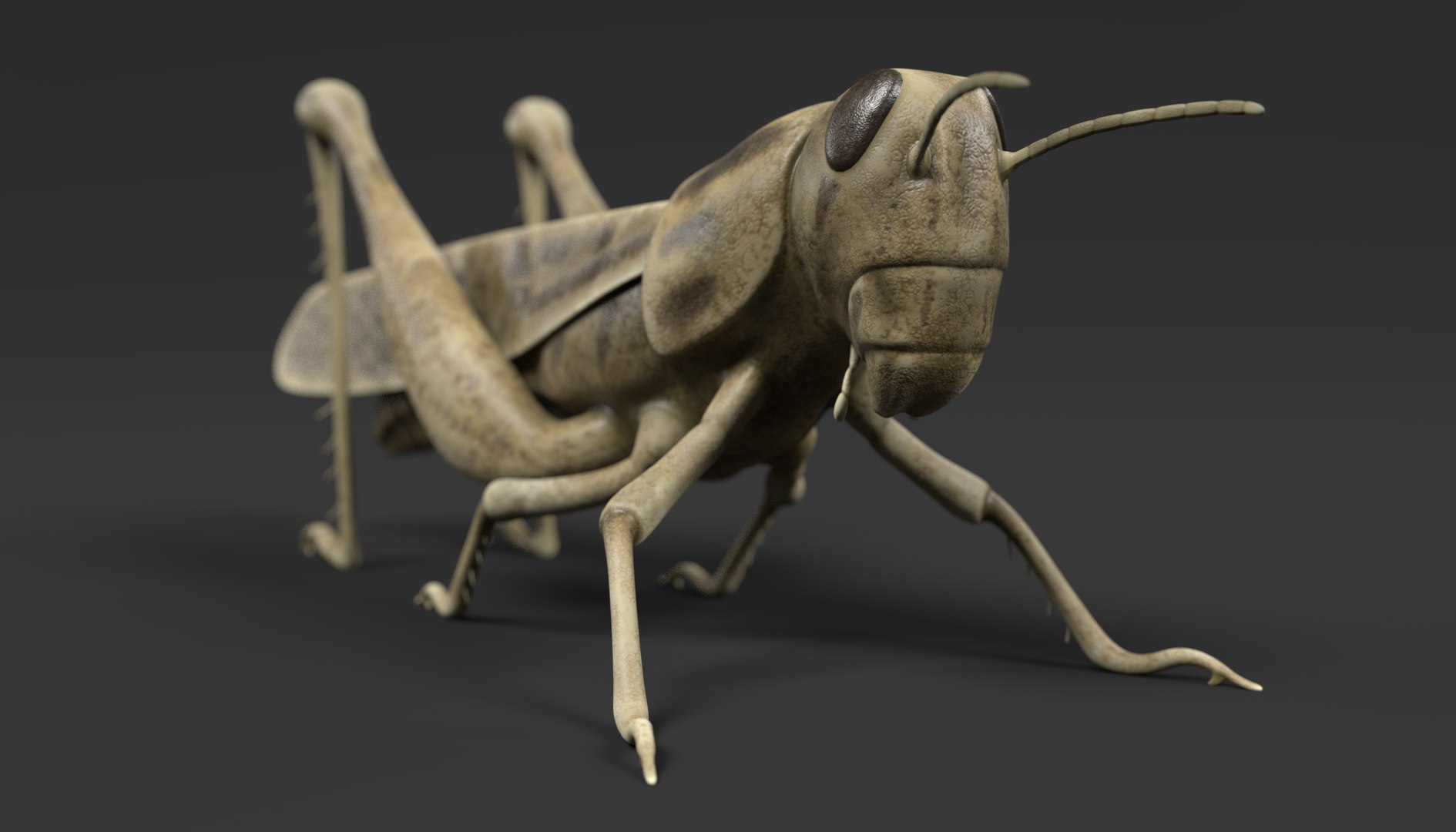 insect bee ant 3d 3ds https://p.turbosquid.com/ts-thumb/52/7ioZrz/6Z24og6j/schistoceraamericanad/png/1490207431/1920x1080/fit_q87/7d14d382800550d8c5bc9bb40791811ced51da85/schistoceraamericanad.jpg