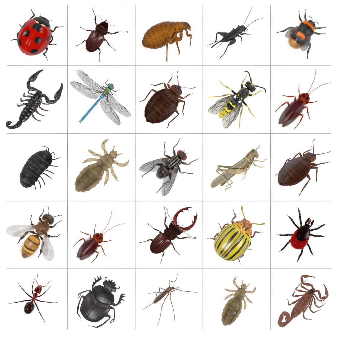 insect bee ant 3d 3ds https://p.turbosquid.com/ts-thumb/52/7ioZrz/8Jo3ipK9/000insecta/png/1490213553/1920x1080/fit_q87/83470edccc00b2dfd834cbeb5ee26679cdf136d4/000insecta.jpg