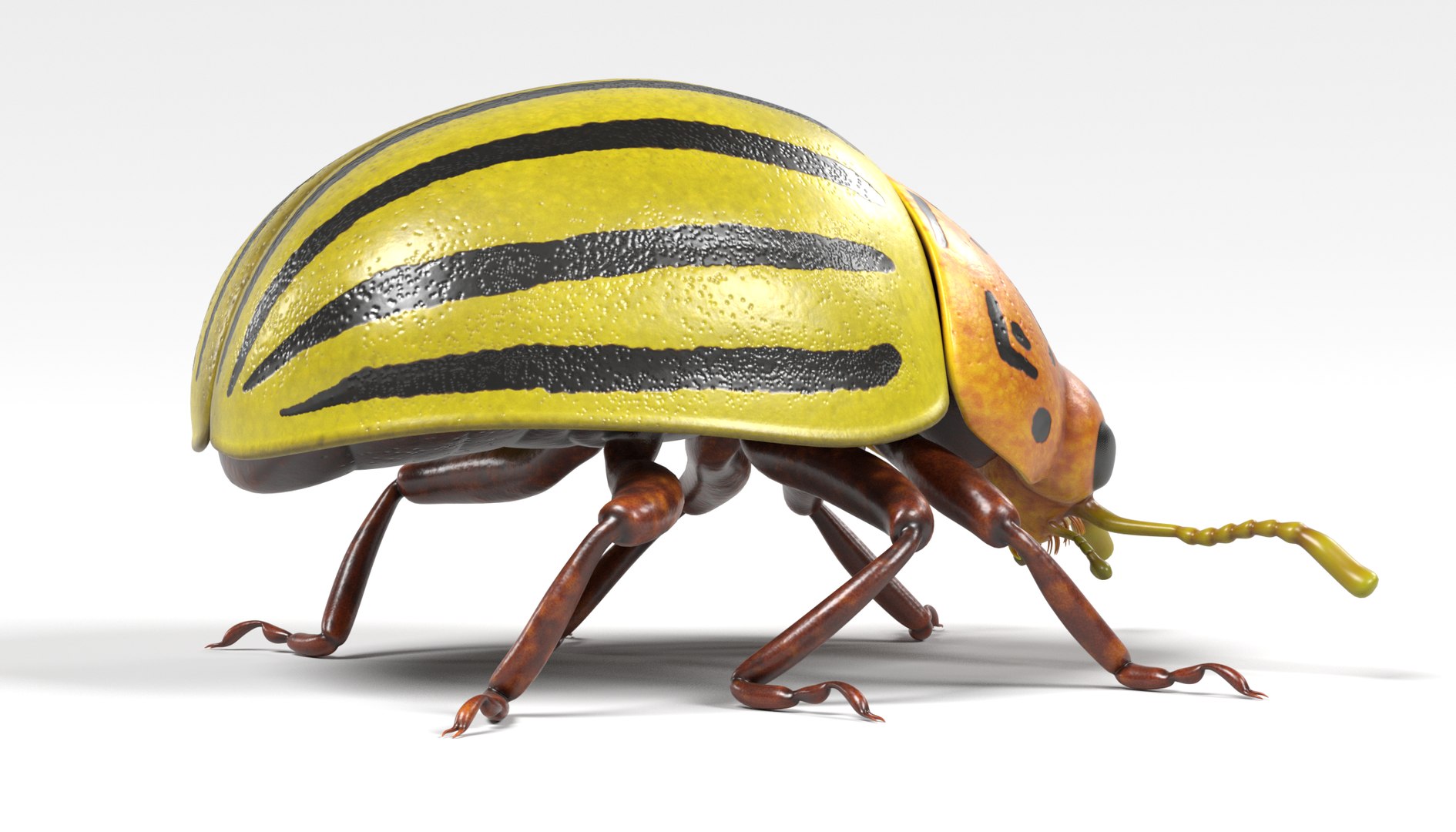 insect bee ant 3d 3ds https://p.turbosquid.com/ts-thumb/52/7ioZrz/8rPorsK0/potatobeetlee/png/1490207431/1920x1080/fit_q87/e6676ae9d40f55c1892ea91f03f484eacf2ff7a7/potatobeetlee.jpg
