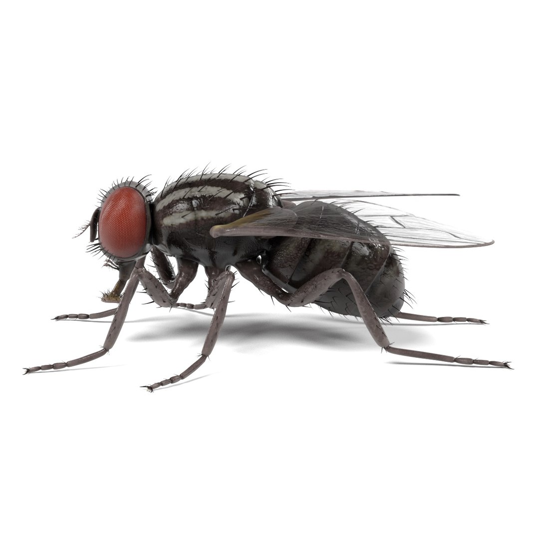 insect bee ant 3d 3ds https://p.turbosquid.com/ts-thumb/52/7ioZrz/Cb4wcbCl/muscadomesticab/jpg/1490207430/1920x1080/fit_q87/0fa6068080e8a4f5da78ba2b28f7c6bfde9f7221/muscadomesticab.jpg