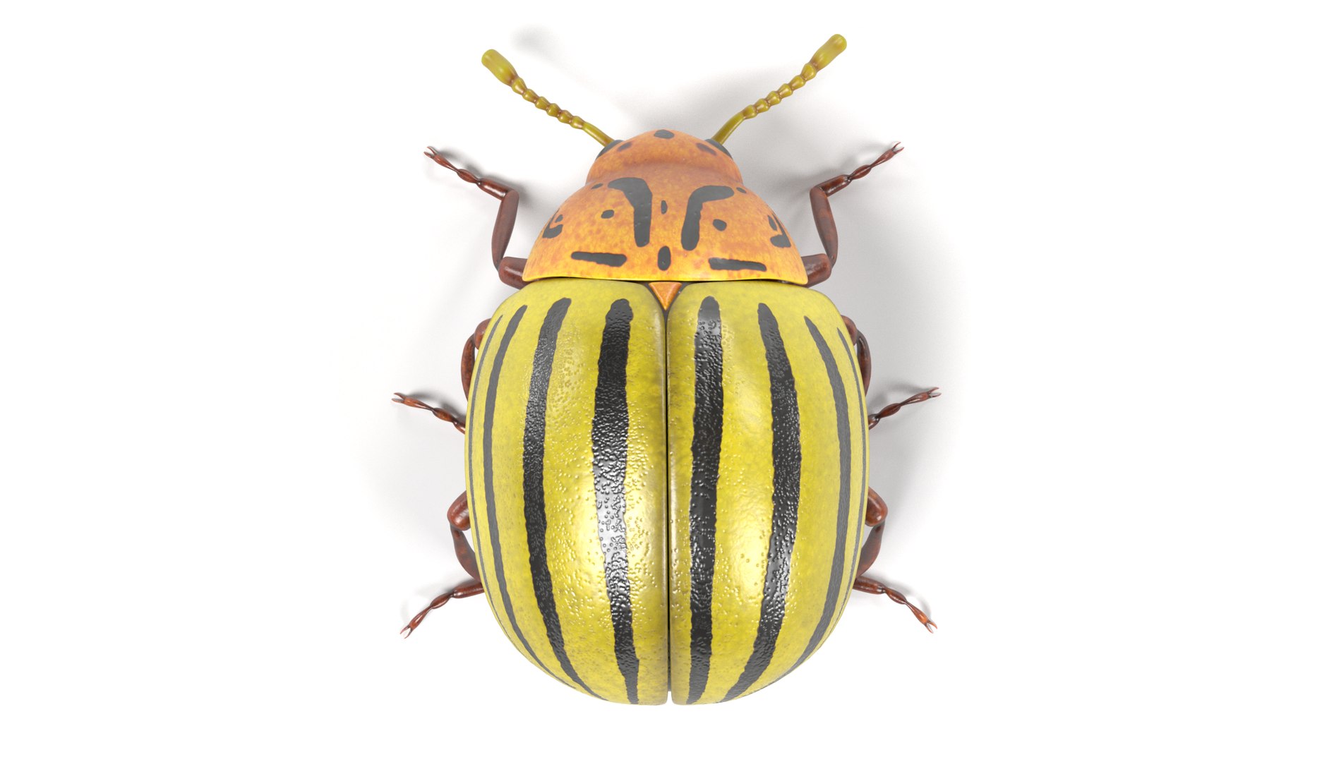 insect bee ant 3d 3ds https://p.turbosquid.com/ts-thumb/52/7ioZrz/EodilNDL/potatobeetled/png/1490207431/1920x1080/fit_q87/7a53b7baaca16b63c219e010c9bd9babcff07e9e/potatobeetled.jpg