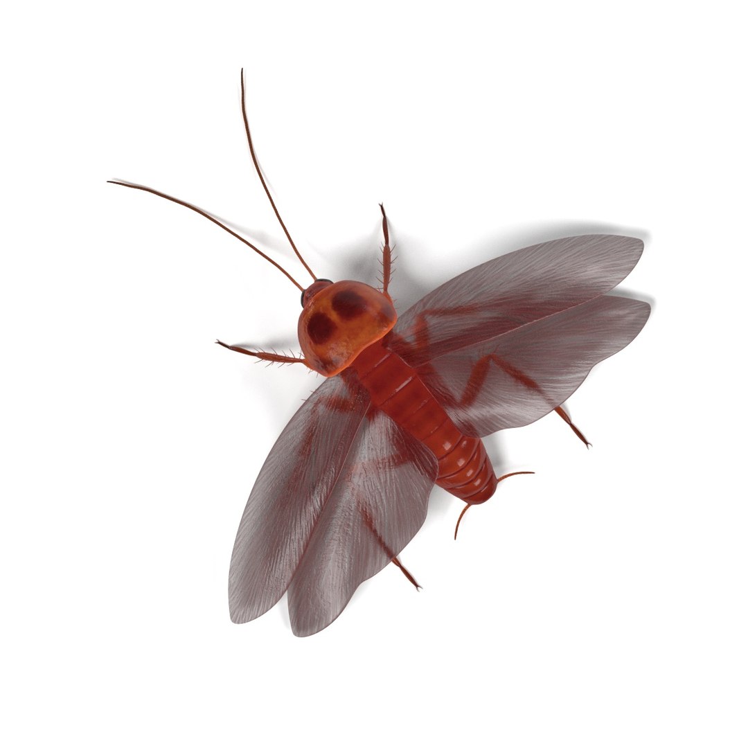 insect bee ant 3d 3ds https://p.turbosquid.com/ts-thumb/52/7ioZrz/FSzNGrmd/periplanetaamericanae/jpg/1490207430/1920x1080/fit_q87/d5aeb80101f7259a9dd8c94720164246f9ad91ef/periplanetaamericanae.jpg