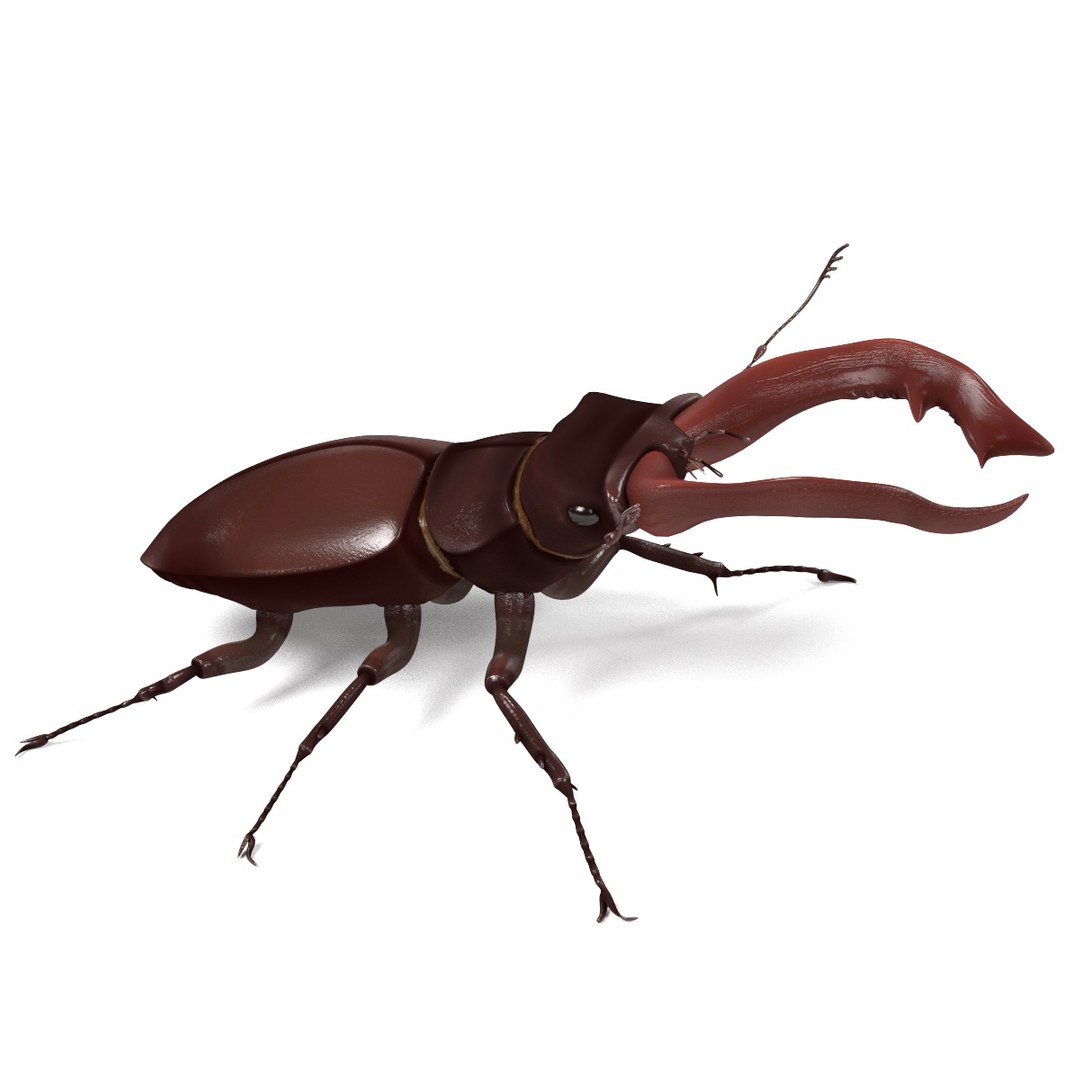 insect bee ant 3d 3ds https://p.turbosquid.com/ts-thumb/52/7ioZrz/G9uycyj9/lucanuscervusb/jpg/1490207430/1920x1080/fit_q87/f9a3864faf26cb01ece04cdbc777b23e5d2d1518/lucanuscervusb.jpg