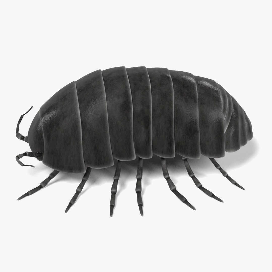 insect bee ant 3d 3ds https://p.turbosquid.com/ts-thumb/52/7ioZrz/GLJbIvXL/armadillidiumvulgared/jpg/1490207430/1920x1080/fit_q87/d1ab3a434219edda387bc8d8eea5dce9bacabc69/armadillidiumvulgared.jpg