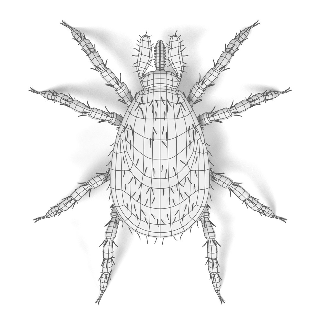insect bee ant 3d 3ds https://p.turbosquid.com/ts-thumb/52/7ioZrz/HdHI7wJr/tickw/jpg/1490207431/1920x1080/fit_q87/5de6c143db2fe9139c20e5db1235e1ee8a2516d9/tickw.jpg
