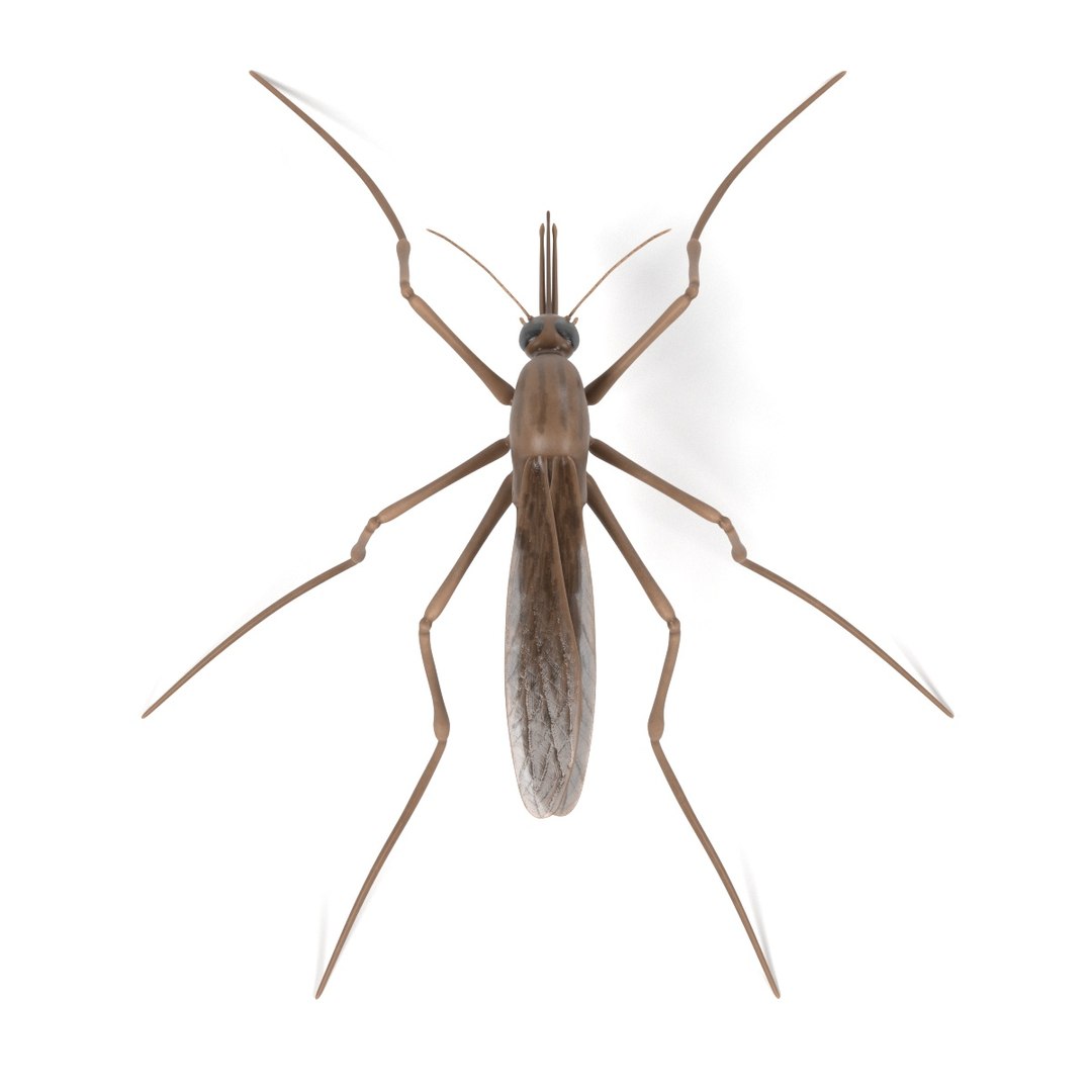 insect bee ant 3d 3ds https://p.turbosquid.com/ts-thumb/52/7ioZrz/LlvDjPVP/anophelesgambiaef/jpg/1490207429/1920x1080/fit_q87/b5ba7f086f0805b6d2b889304fb7f0b2d51c23d7/anophelesgambiaef.jpg