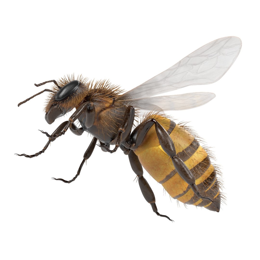 insect bee ant 3d 3ds https://p.turbosquid.com/ts-thumb/52/7ioZrz/RFhQg75G/apismelliferah/jpg/1490207430/1920x1080/fit_q87/35e649c5b345945c1c10bbfbb4ada95beb8f1eeb/apismelliferah.jpg