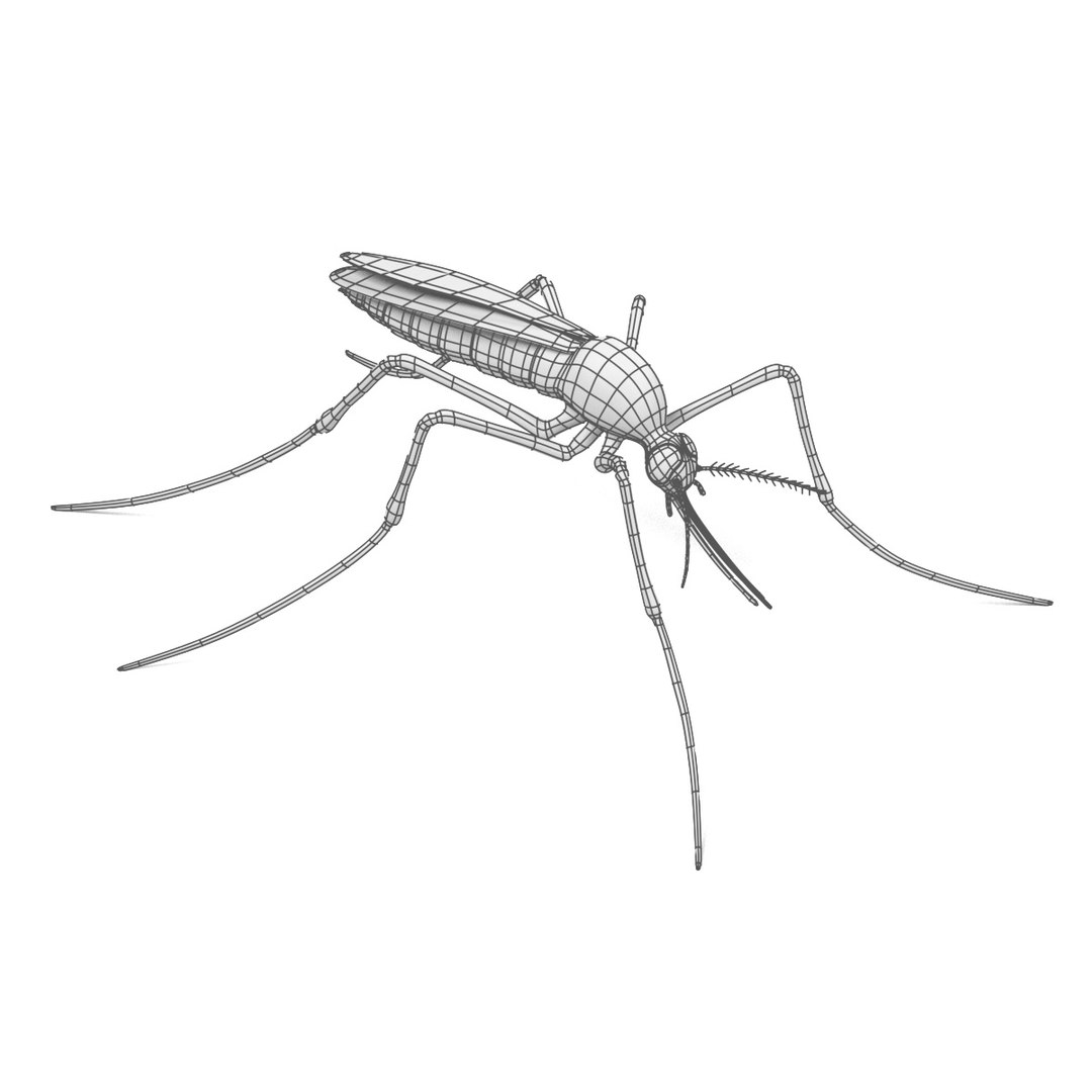 insect bee ant 3d 3ds https://p.turbosquid.com/ts-thumb/52/7ioZrz/TfJZCWG6/anophelesgambiaew/jpg/1490207429/1920x1080/fit_q87/8a144048547e892b804de9fe63bb74ebed332049/anophelesgambiaew.jpg
