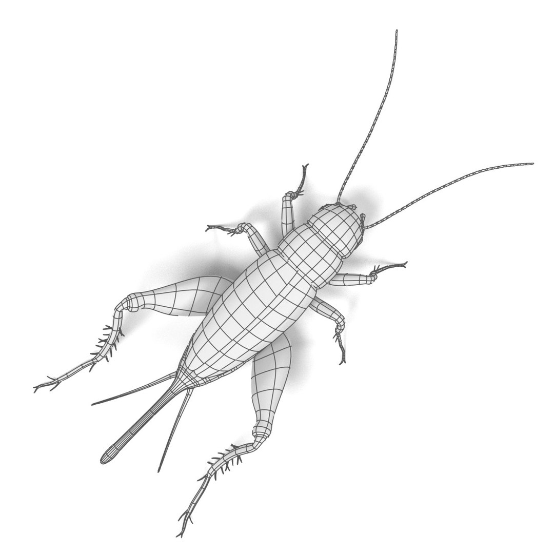 insect bee ant 3d 3ds https://p.turbosquid.com/ts-thumb/52/7ioZrz/TgPV4oum/fieldcricketw/jpg/1490207430/1920x1080/fit_q87/d2ba25444d8cc145dad341d1ae2391b708316f23/fieldcricketw.jpg