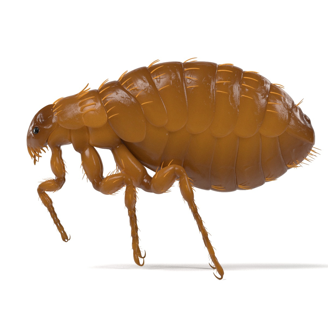 insect bee ant 3d 3ds https://p.turbosquid.com/ts-thumb/52/7ioZrz/XMEFdl8i/0001/jpg/1490204729/1920x1080/turn_fit_q99/413e183986715815fb754e9f39d8b8783a32e415/0001-1.jpg