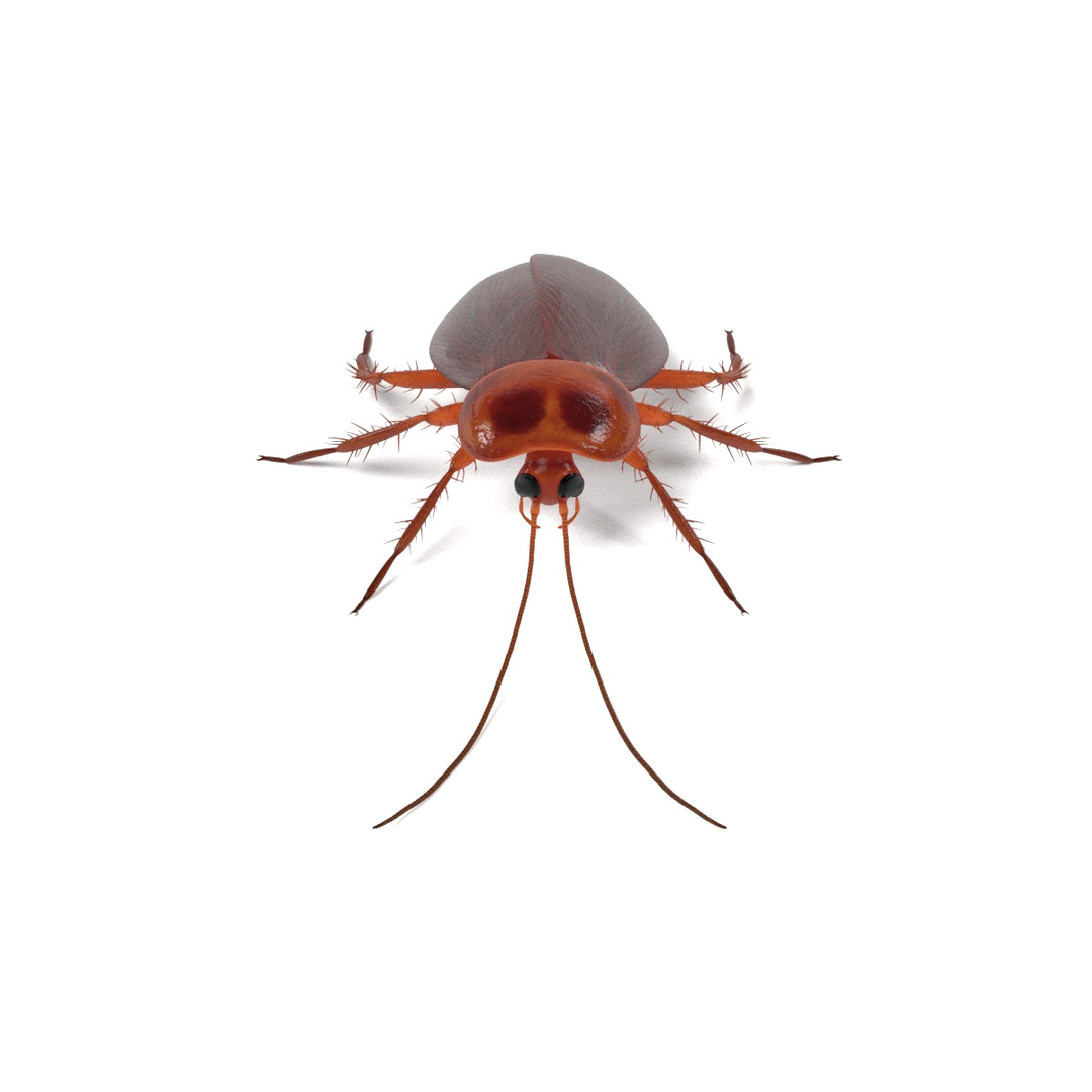 insect bee ant 3d 3ds https://p.turbosquid.com/ts-thumb/52/7ioZrz/XrjmJ5gS/0001/jpg/1490203172/1920x1080/turn_fit_q99/33c7505923bcd273bde17b0929165c36bd68de3c/0001-1.jpg