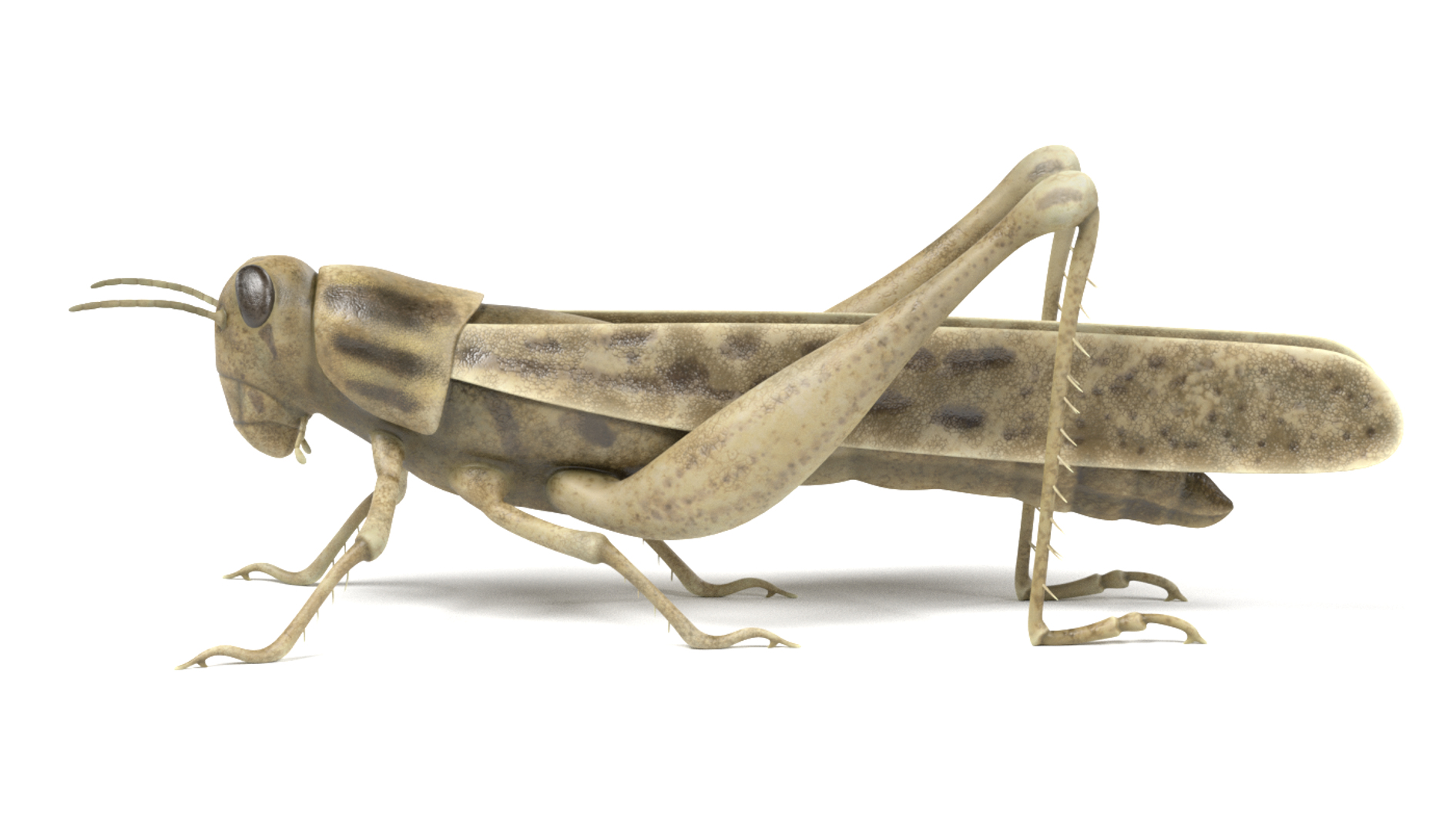 insect bee ant 3d 3ds https://p.turbosquid.com/ts-thumb/52/7ioZrz/YoU8ybSU/0001/png/1490203719/1920x1080/turn_fit_q99/68a4dce37c90bc5b954a9ae7ae481b9b62408cb4/0001-1.jpg