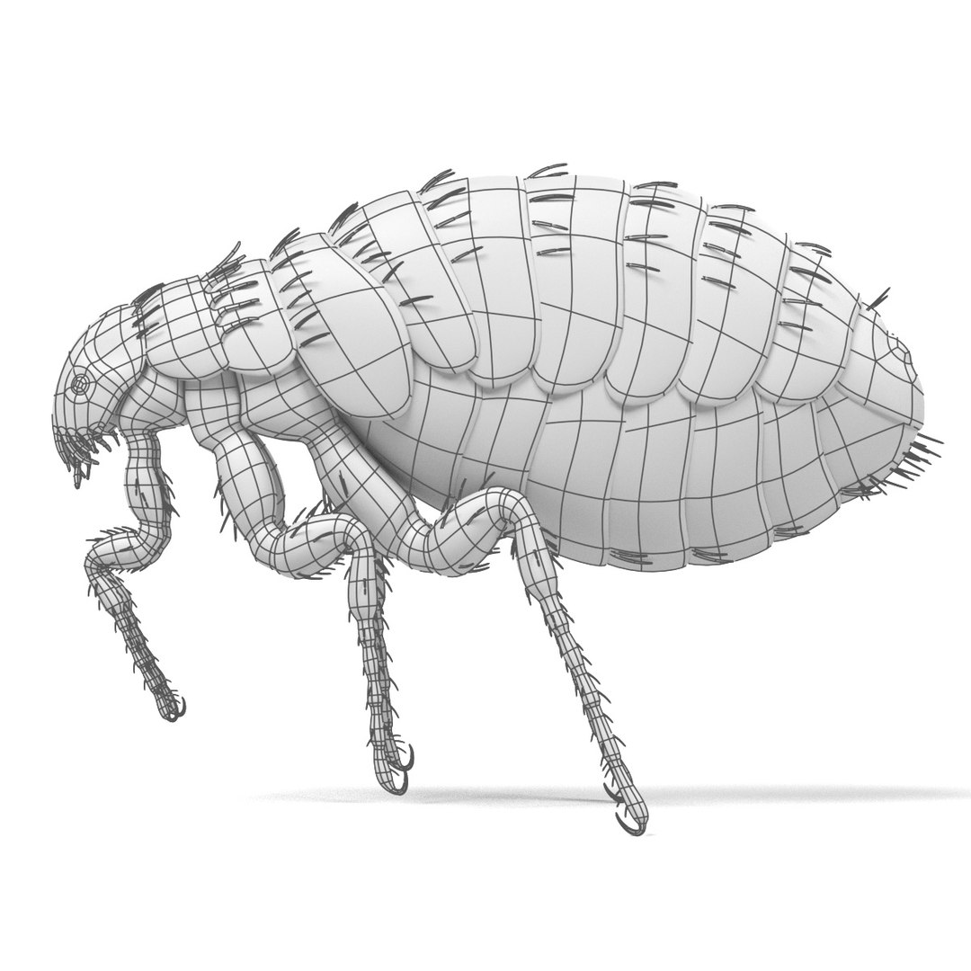 insect bee ant 3d 3ds https://p.turbosquid.com/ts-thumb/52/7ioZrz/a9l6yzZG/fleaw/jpg/1490207430/1920x1080/fit_q87/faf9570e0548991eb75f20054ba4a0b3c351751d/fleaw.jpg