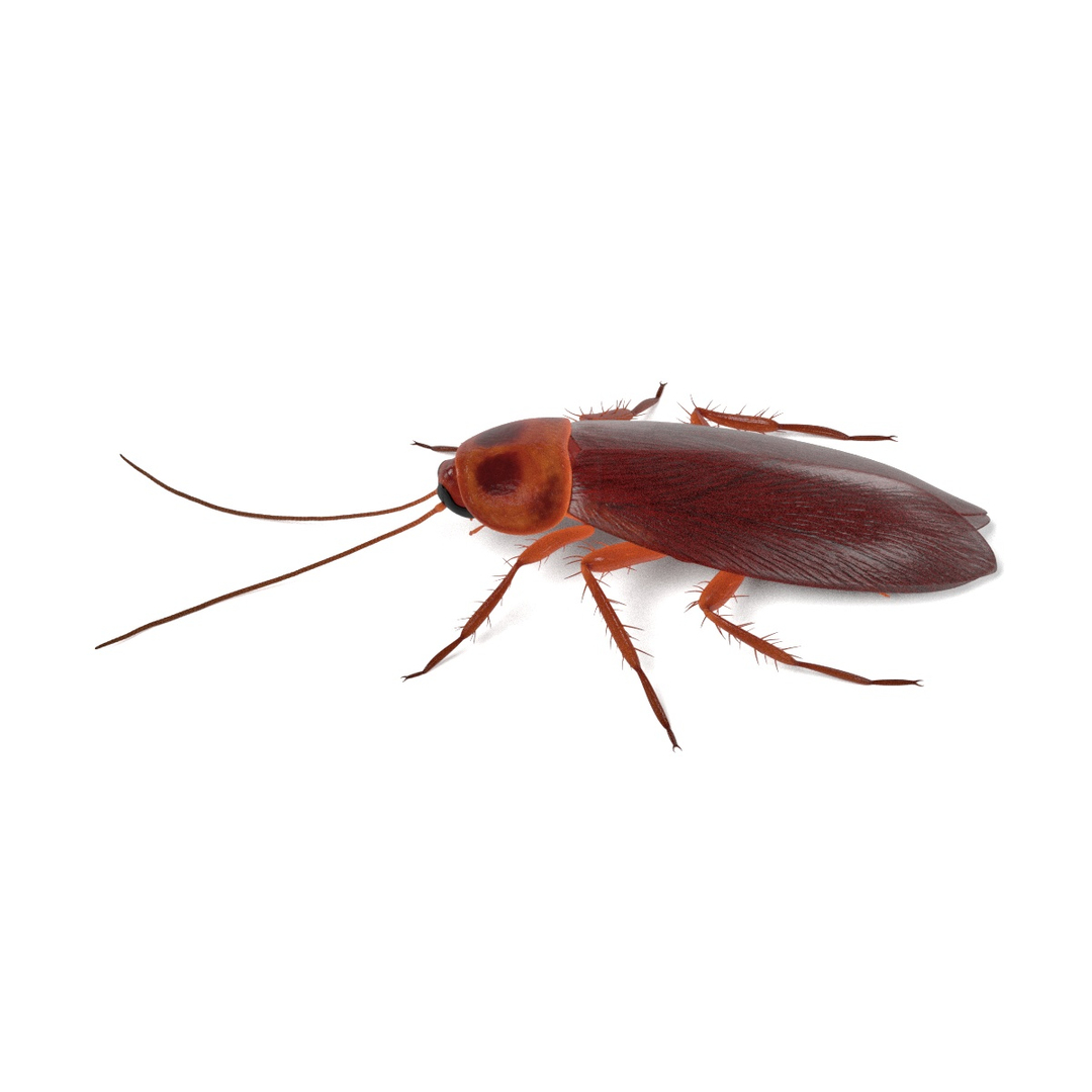 insect bee ant 3d 3ds https://p.turbosquid.com/ts-thumb/52/7ioZrz/aBckDzjG/0001/jpg/1490202939/1920x1080/turn_fit_q99/15cc272c60b483c53ac9cdbbeca235d8f4bf0ec6/0001-1.jpg
