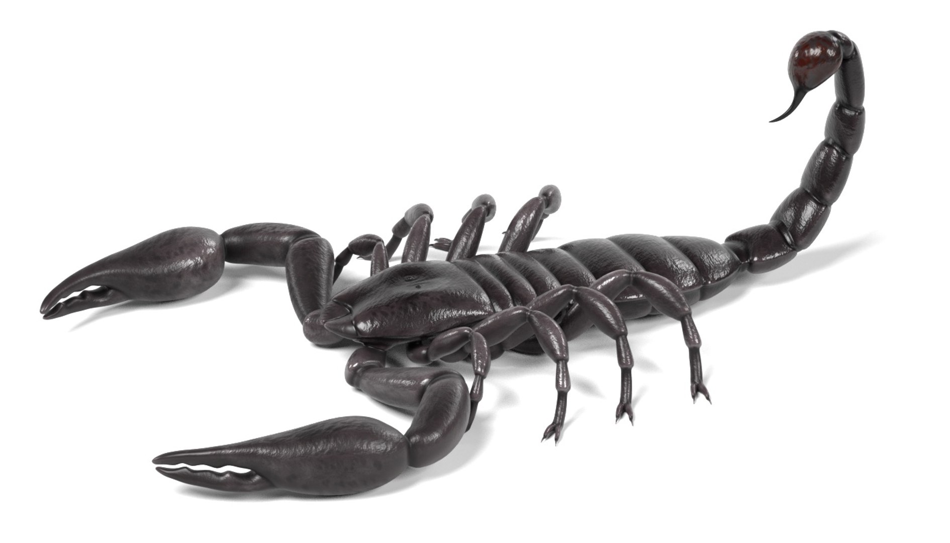 insect bee ant 3d 3ds https://p.turbosquid.com/ts-thumb/52/7ioZrz/aGaM8q40/heterometruslongimanusb/jpg/1490207430/1920x1080/fit_q87/f38ec7fdcf0969e20dad0110d03ad73be006d20c/heterometruslongimanusb.jpg
