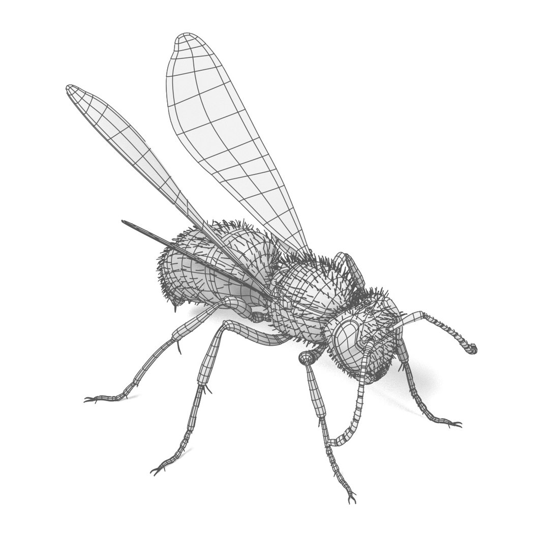 insect bee ant 3d 3ds https://p.turbosquid.com/ts-thumb/52/7ioZrz/cM96O54r/vespulavulgarisw/jpg/1490207431/1920x1080/fit_q87/72359e4da7aa084db18b6508ef79aaaf86fa3c6a/vespulavulgarisw.jpg