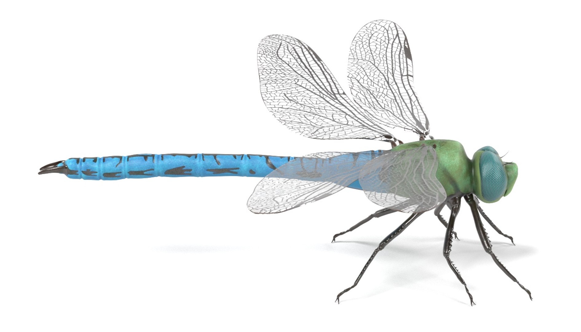 insect bee ant 3d 3ds https://p.turbosquid.com/ts-thumb/52/7ioZrz/oOd4Kjmi/emperordragonflyc/jpg/1490207430/1920x1080/fit_q87/7891210668348a71c0801b2e0ff192af4377ed42/emperordragonflyc.jpg