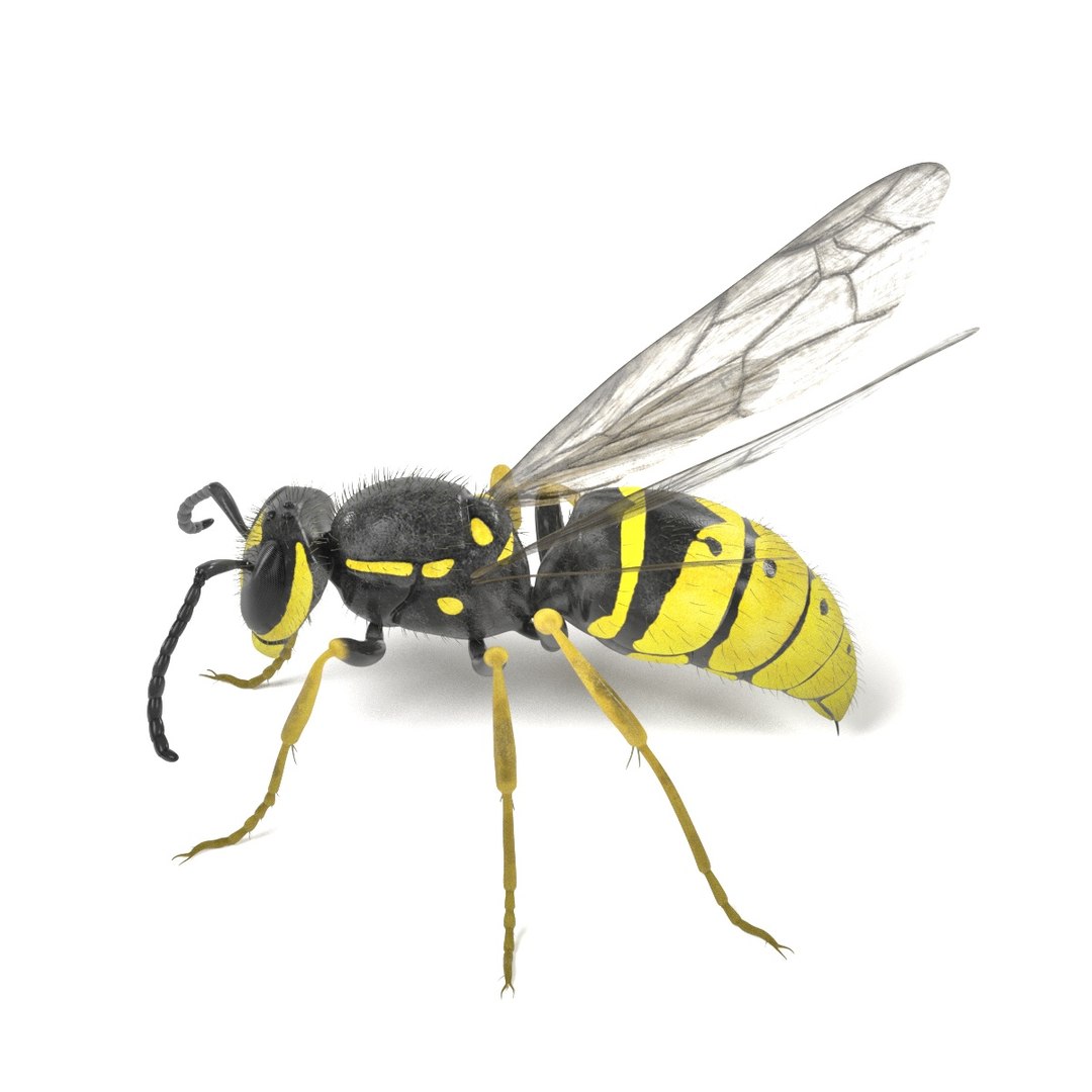 insect bee ant 3d 3ds https://p.turbosquid.com/ts-thumb/52/7ioZrz/p4ZipNEm/vespulavulgarisf/jpg/1490207431/1920x1080/fit_q87/b105c71d912ea2ff8177a11af83489d90f19864f/vespulavulgarisf.jpg