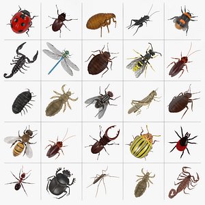 Insect Large Collection