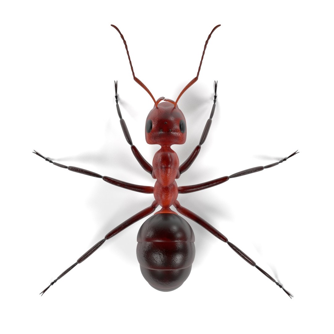 insect bee ant 3d 3ds https://p.turbosquid.com/ts-thumb/52/7ioZrz/szyms8hj/antb/jpg/1490207429/1920x1080/fit_q87/d498d87996441534d029ddc5e736519336023129/antb.jpg