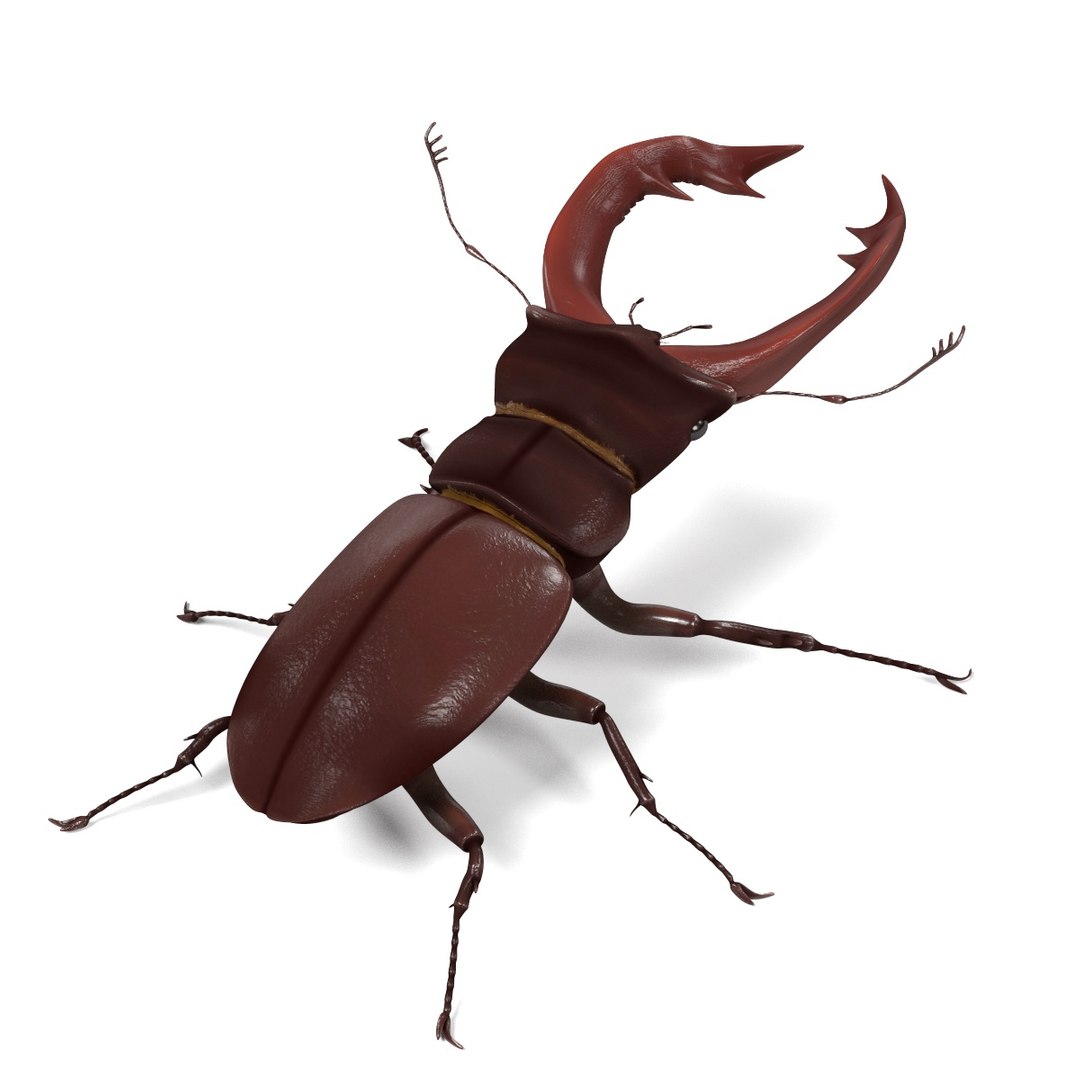 insect bee ant 3d 3ds https://p.turbosquid.com/ts-thumb/52/7ioZrz/ul2aKVKM/lucanuscervusd/jpg/1490207430/1920x1080/fit_q87/46c73aa6b7d9f81bc08975e634c76230cd582115/lucanuscervusd.jpg