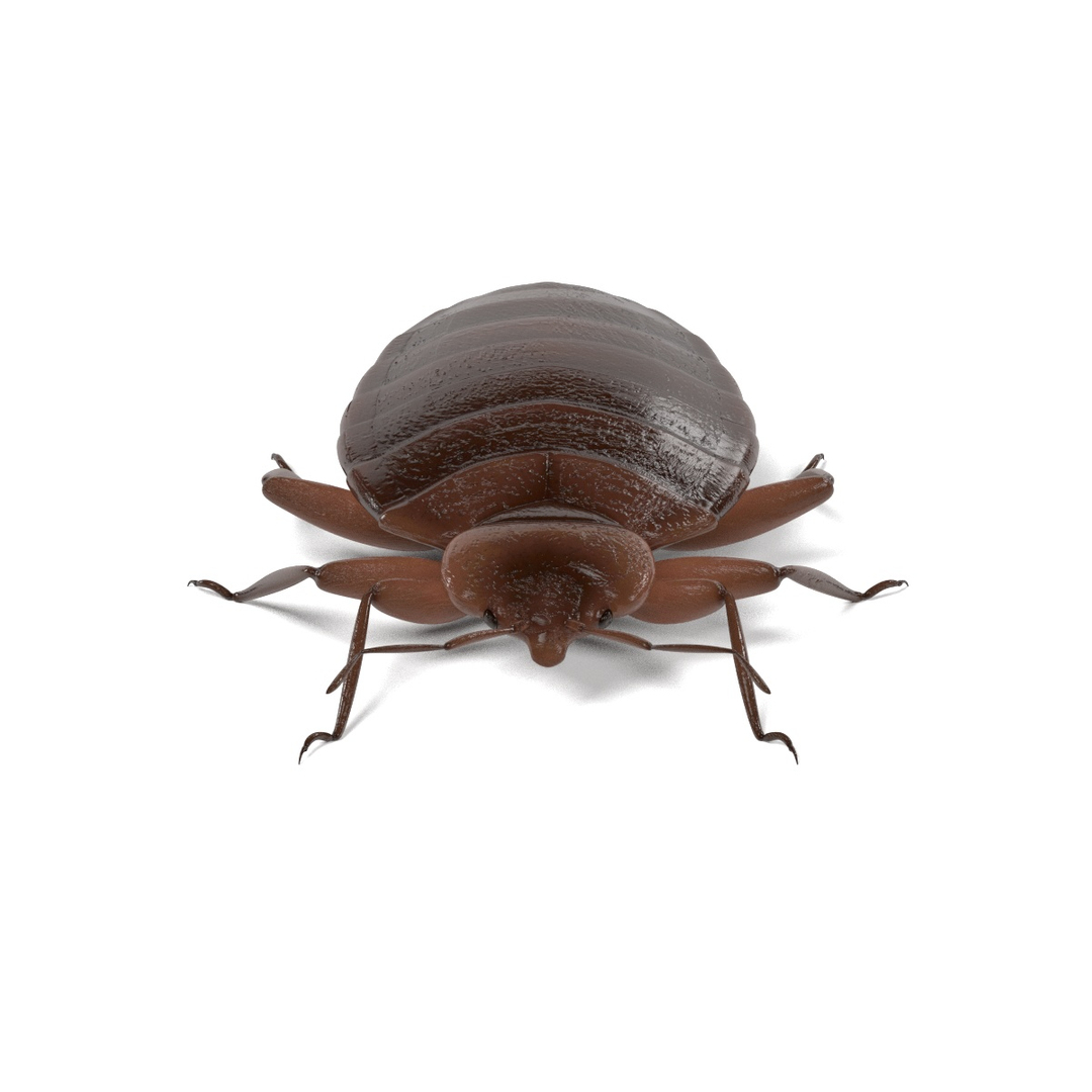 insect bee ant 3d 3ds https://p.turbosquid.com/ts-thumb/52/7ioZrz/wsTf6GgK/0001/jpg/1490204385/1920x1080/turn_fit_q99/34e51d8b96202a1f8b4a2dfc5b2990819bb66ef9/0001-1.jpg