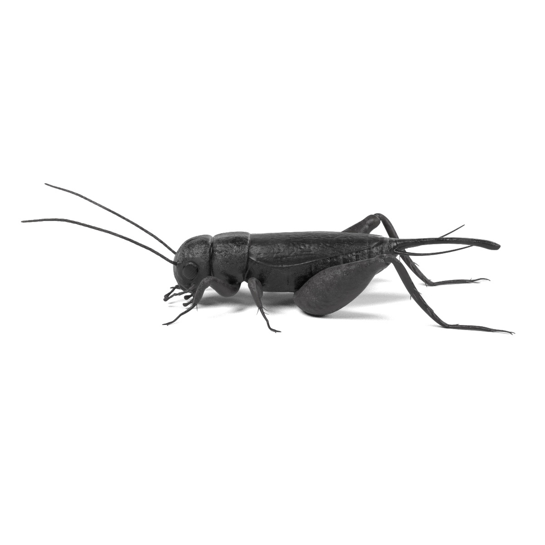 insect bee ant 3d 3ds https://p.turbosquid.com/ts-thumb/52/7ioZrz/xBmk5jBu/0001/jpg/1490201627/1920x1080/turn_fit_q99/35572869312b82afd6bbdf360a875e3adfaf2d98/0001-1.jpg