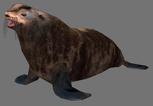 3d model of northern fur seals