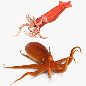 Octopus and Arrow Squid Doryteuthis Plei Rigged for Cinema 4D Collection