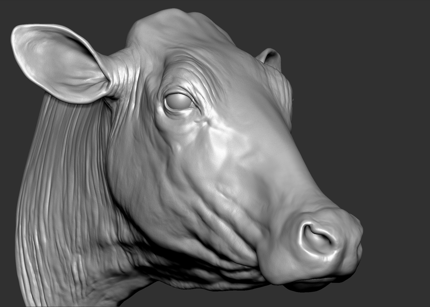 Cow head 3D TurboSquid 1396830