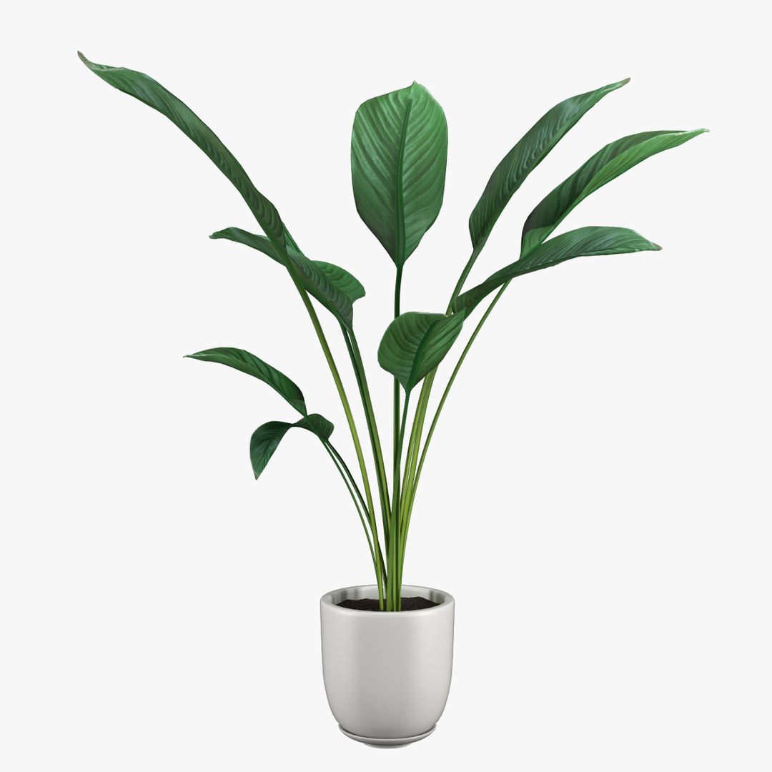 3D Plant Pot Model - TurboSquid 1251833