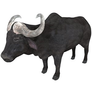Buffalo Rigged Low Poly