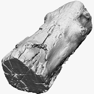 3d scan of tree trunk in highpoly 3D