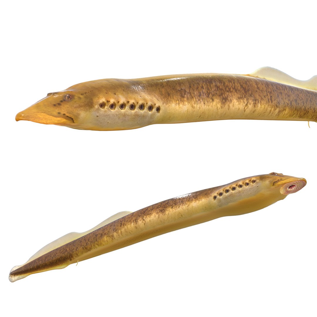 modelo 3d Pez lamprea de arroyo del sur - TurboSquid 2512779