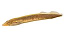 Southern Brook Lamprey fish