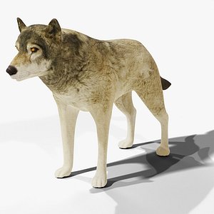 Grey Wolf - Rigged PBR